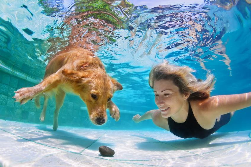 Dog Trainers Moraine OH - Dog Swimming Coaches | Splash Your Pup - dogtrainer