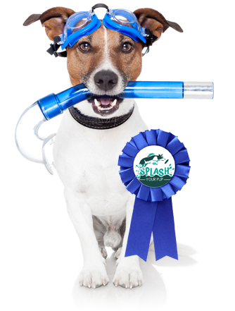 Dog Swimming Moraine OH - Dog Diving, Jumping | Splash Your Pup - blue-ribbon-dog